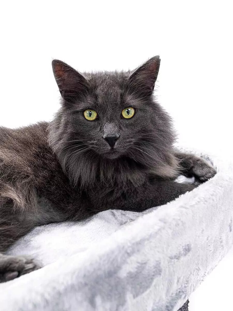 Krabpaal Isabella 170 Grey