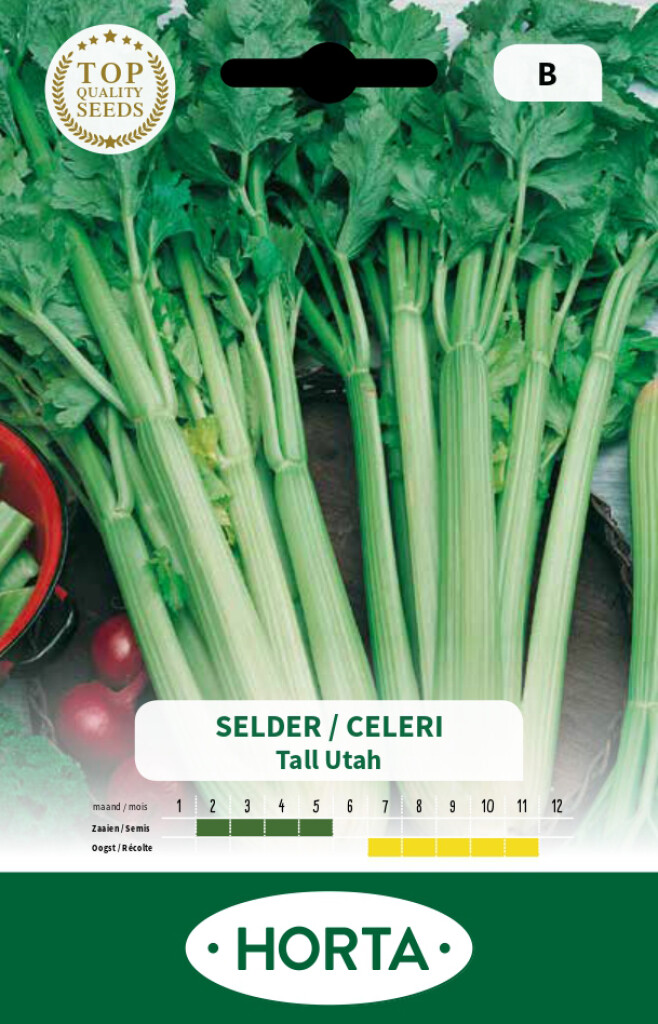 Céleri vert Tall Utah