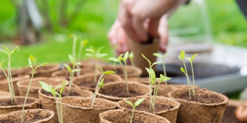 Je eigen tomaten kweken in moestuin Je eigen tomaten kweken in moestuin