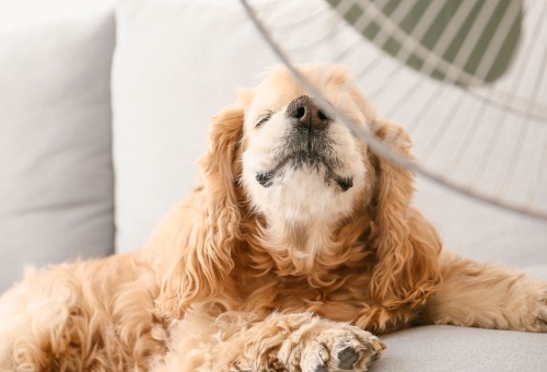 Warm weer voor hond Warm weer voor hond