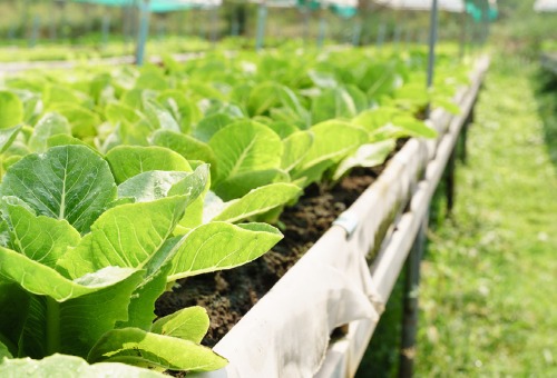 Moestuin in 7 stappen