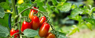 Kweek je eigen tomaten Kweek je eigen tomaten