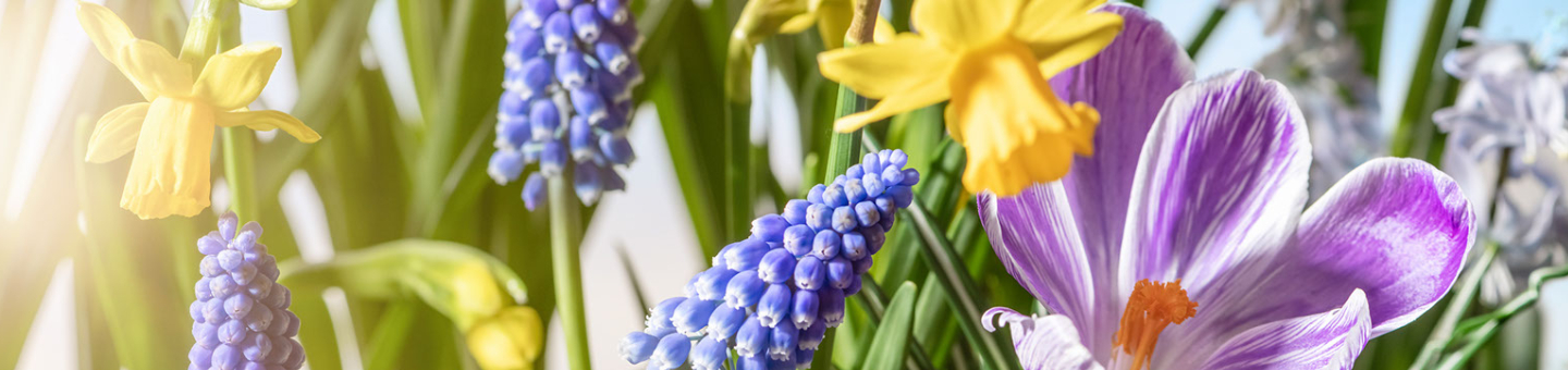 Conserver des bulbes de fleurs Conserver des bulbes de fleurs