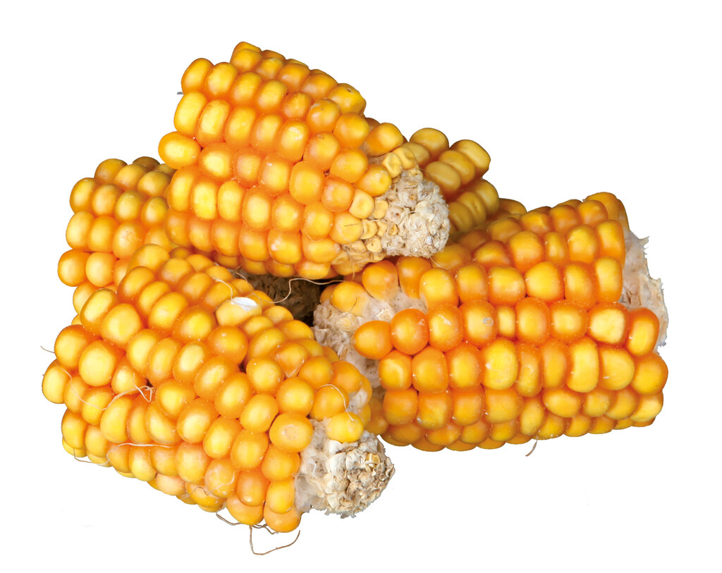 Morceaux d'épis de maïs 300g