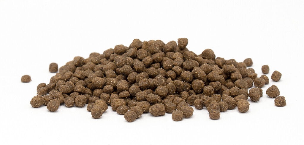 Kitten 2,5kg