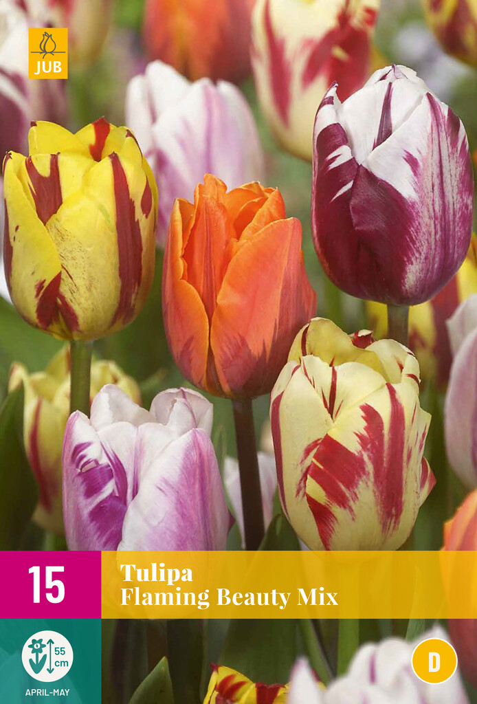 X 15 Tulipa Flaming Beauty Mix