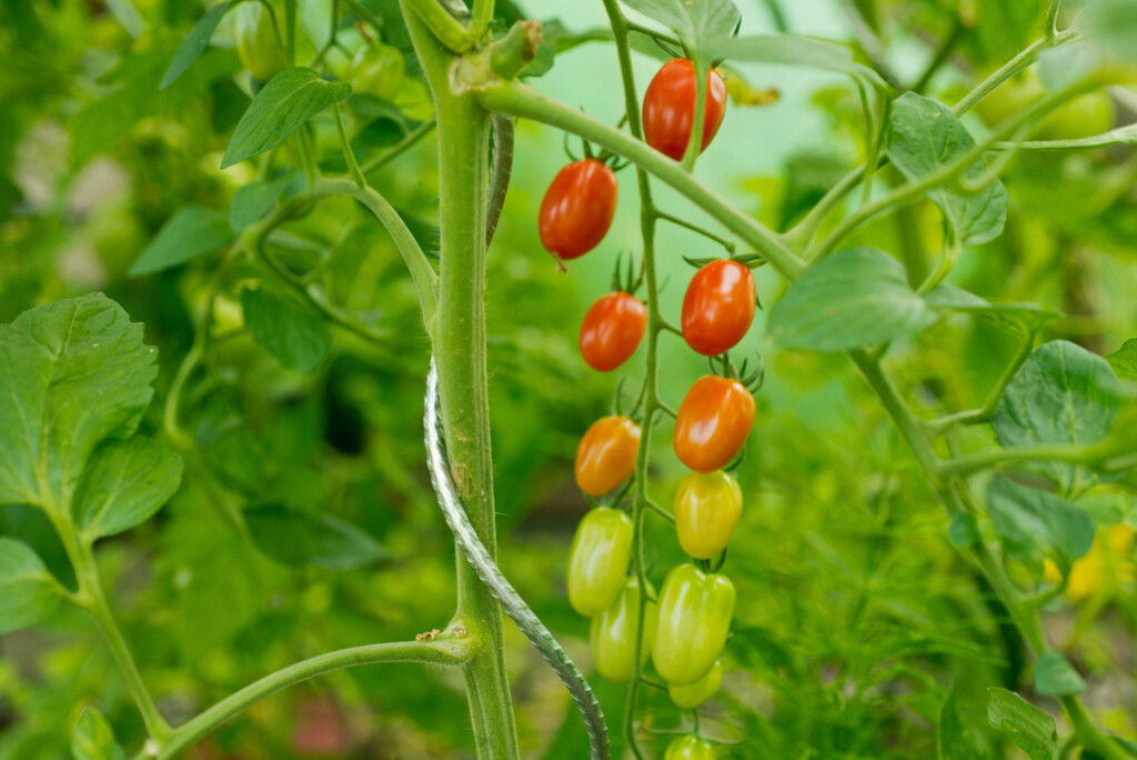 Tomatensteun spiraal Tomatensteun spiraal