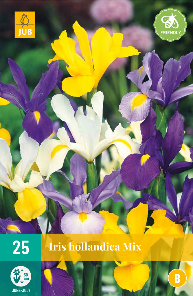 X25 Iris Hollandica Mix
