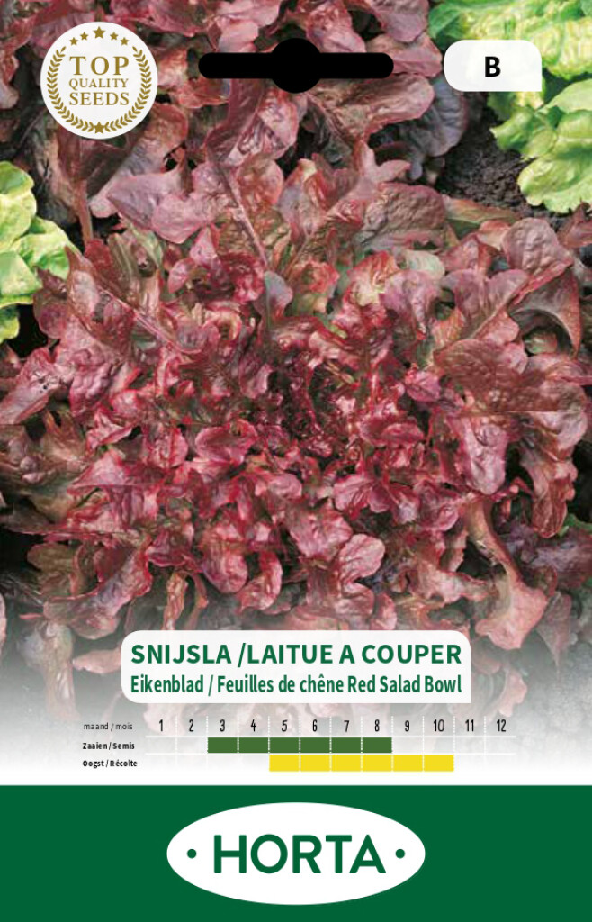 Laitue feuilles de chêne Salad Bowl rouge Laitue feuilles de chêne Salad Bowl rouge