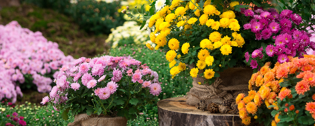 Chrysanten: kleurrijke beschermengelen