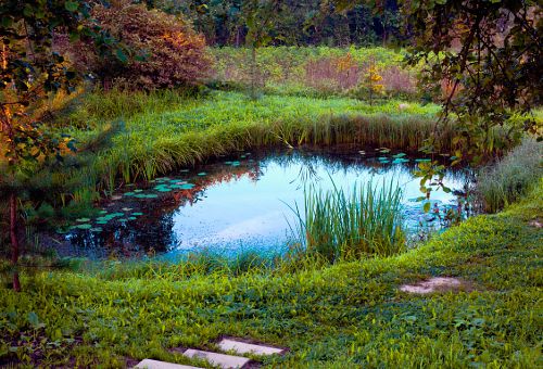 Een natuurlijke vijver met planten