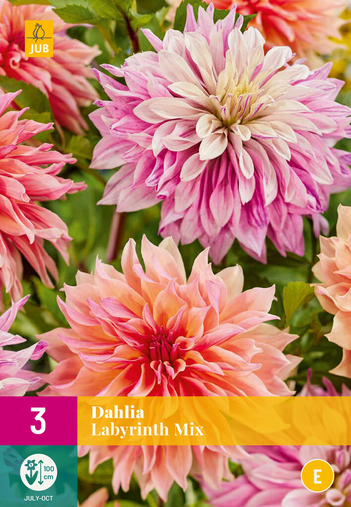 X3 Dahlia Labyrinth Mix