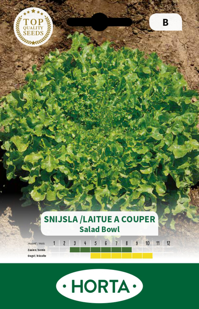 Laitue feuilles de chêne Salad Bowl verte Laitue feuilles de chêne Salad Bowl verte