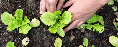  Rotation des cultures