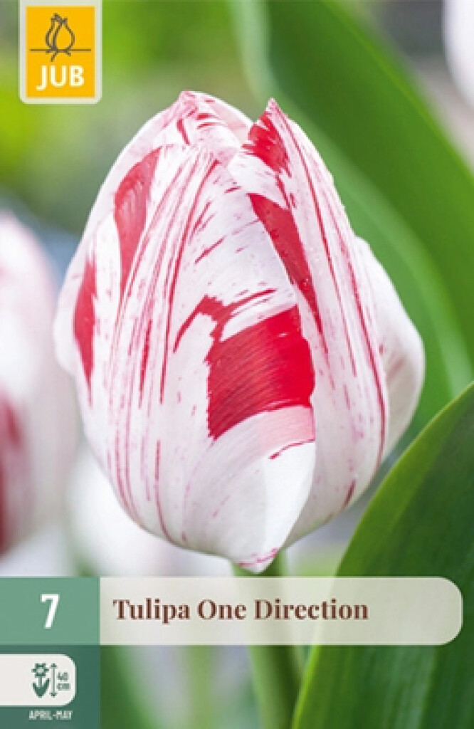 X7 Tulipa One Direction