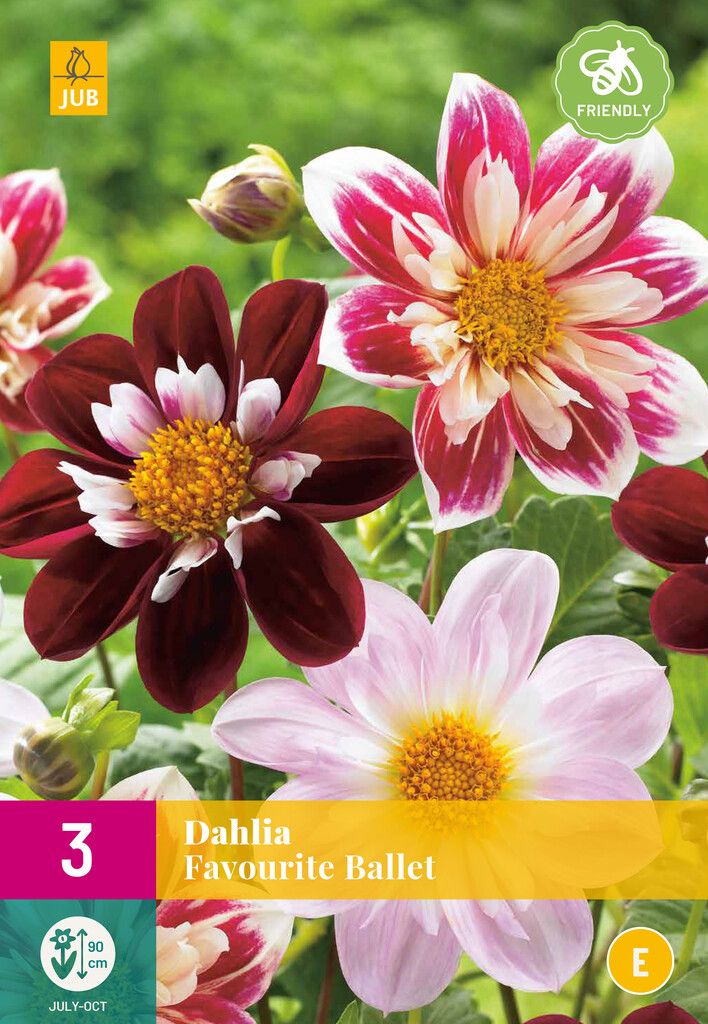 X3 Dahlia Favourite Ballet