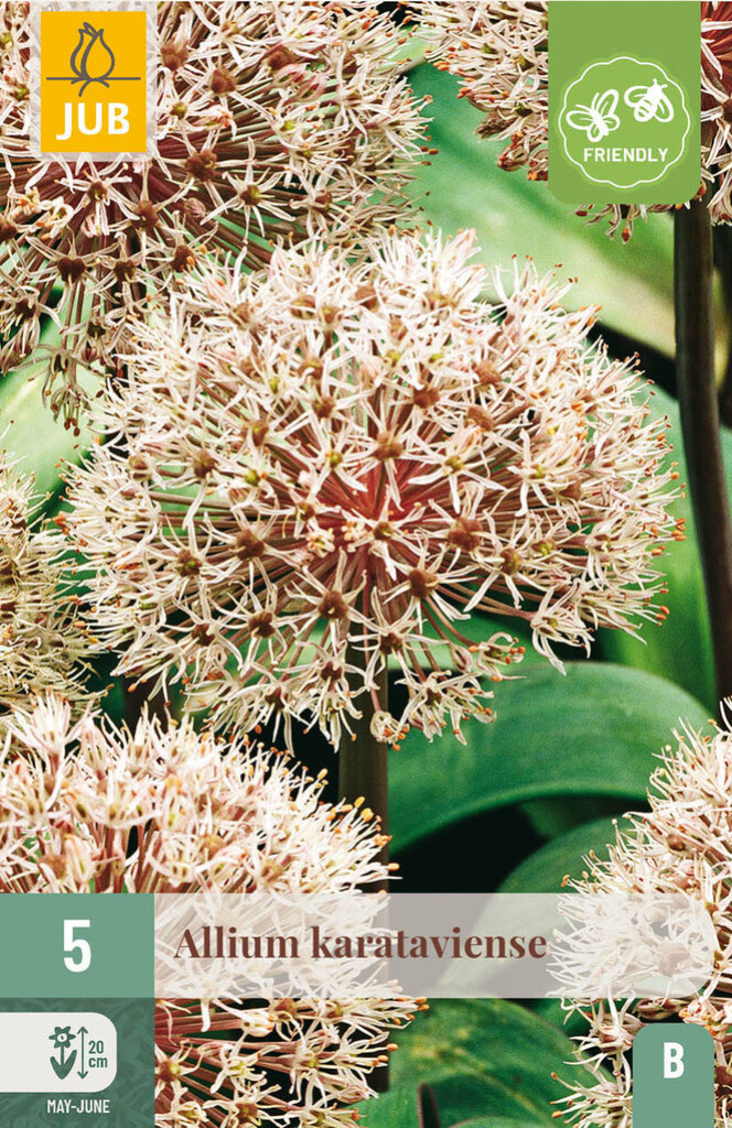 X5 Allium Karataviense 12/14