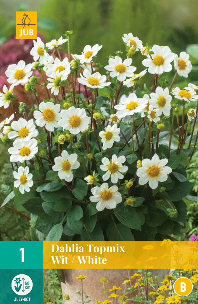 X1 Dahlia Topmix wit