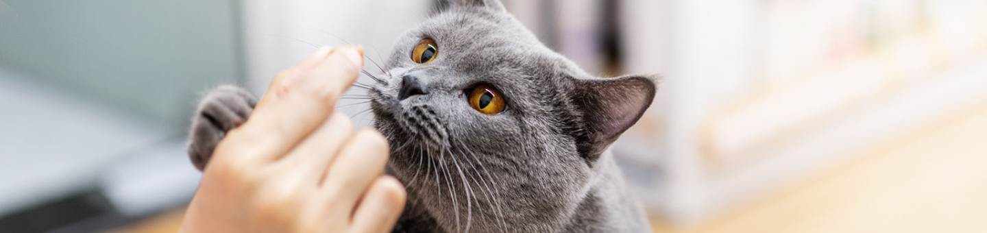 Snacks pour votre chat Snacks pour votre chat