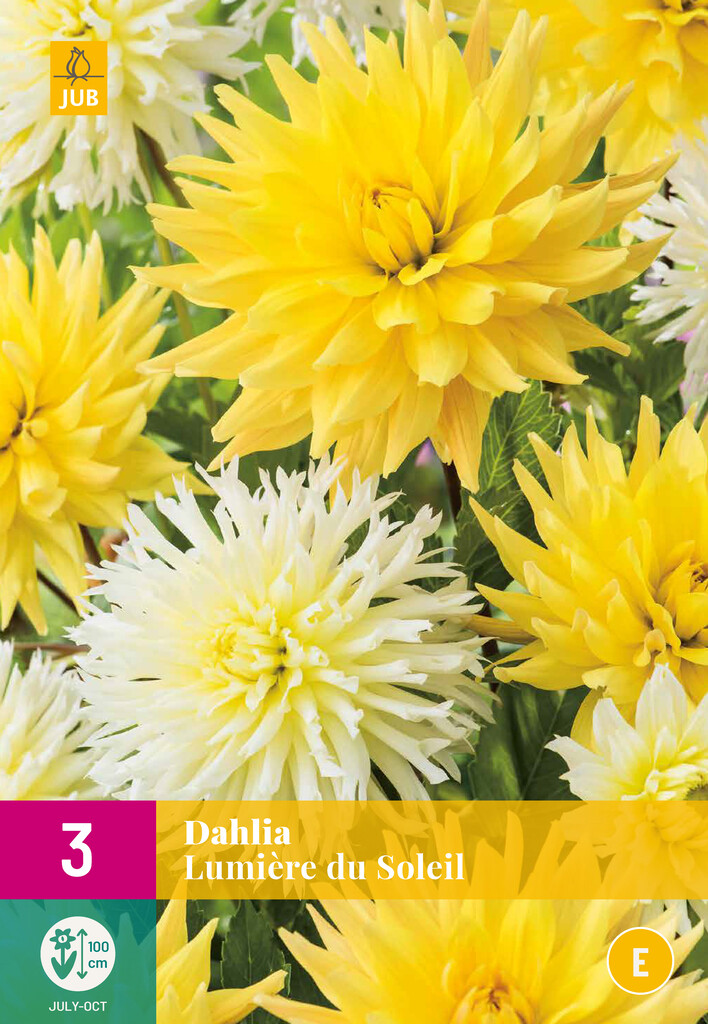 X3 Dahlia Lumière du Soleil