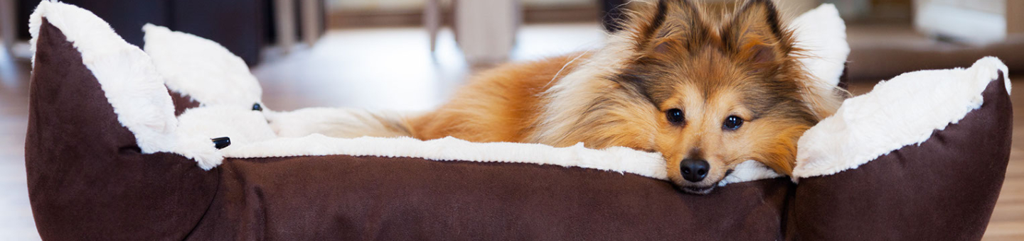 panier chien