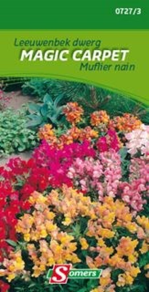 Leeuwenbek dwerg Magic carpet Leeuwenbek dwerg Magic carpet