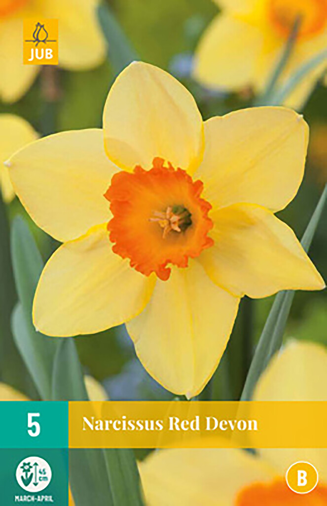 X 5 Narcissus Red Devon