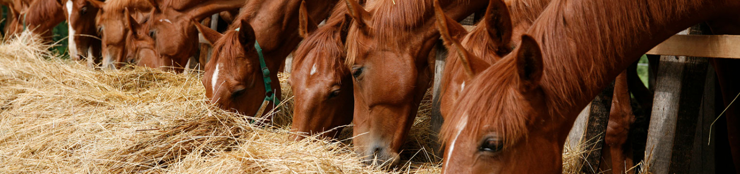 Alimentation du cheval