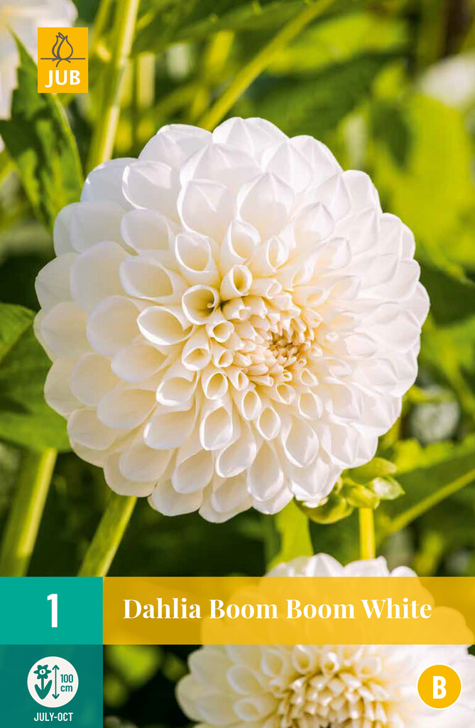 X1 Dahlia Boom Boom white