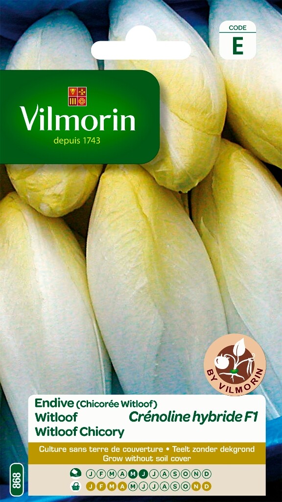Endive Witloof Crenoline HF1
