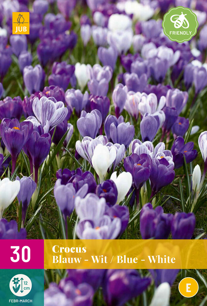X 30 Crocus Blauw-Wit