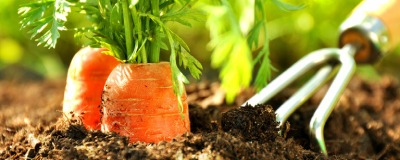 Potager en 7 étapes