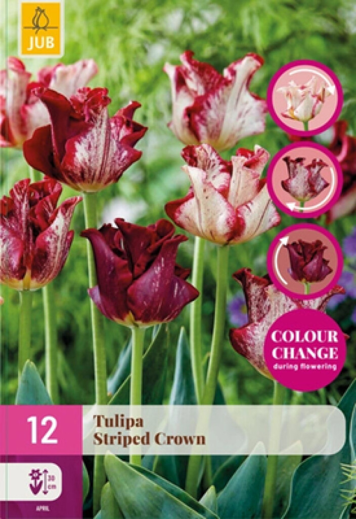X12 Tulipa Striped Crown