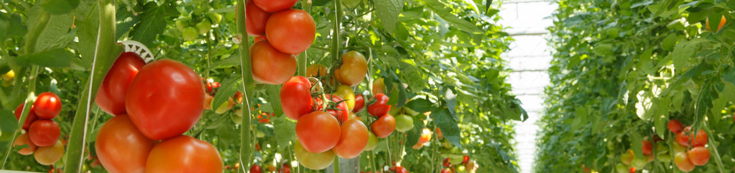Plants de tomates