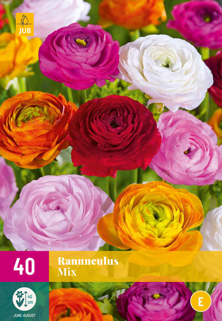 X40 Ranunculus Mix