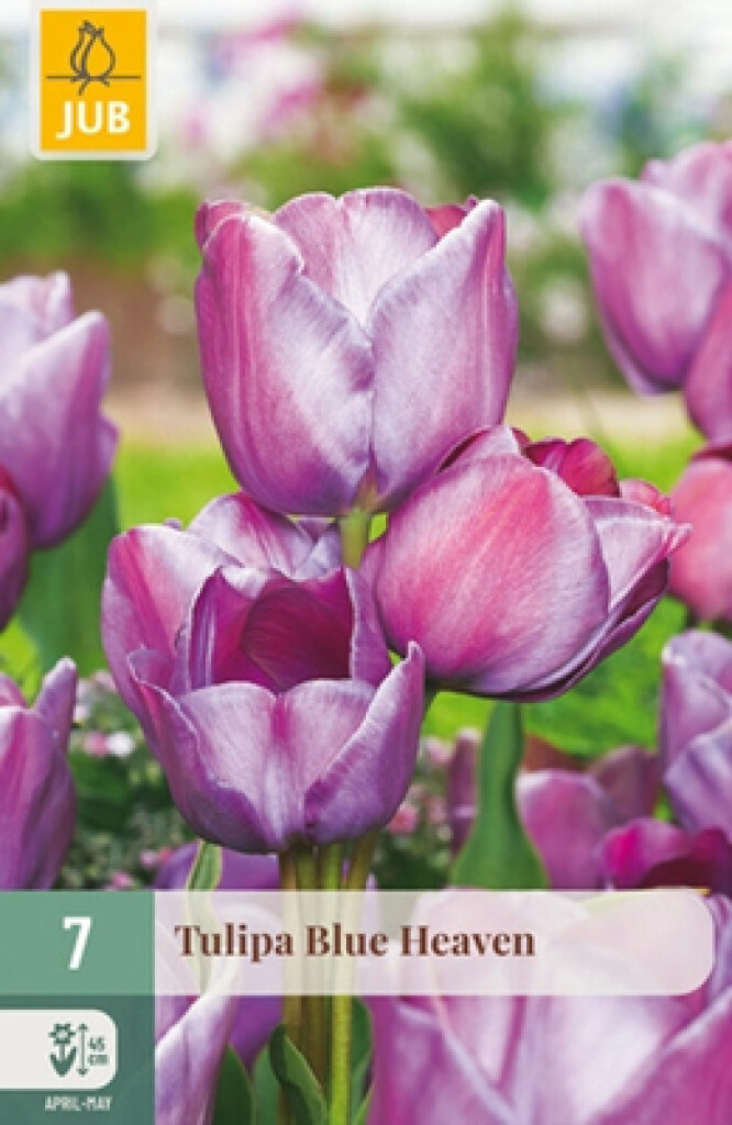 X7 Tulipa Blue Heaven