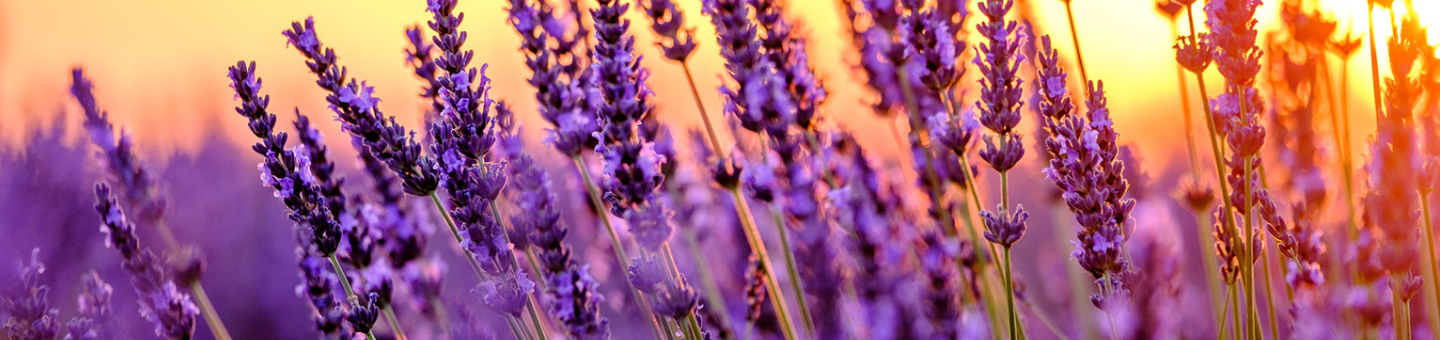 Lavendel Lavendel