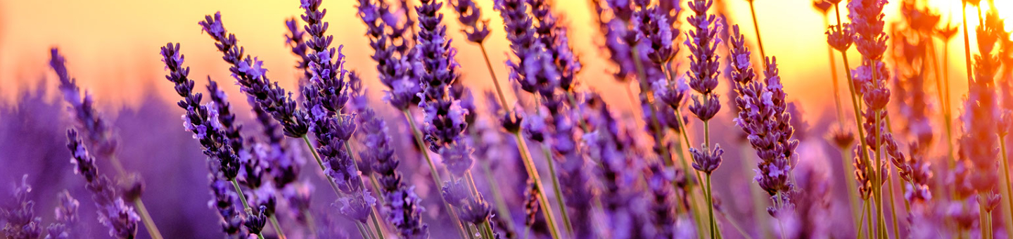 Lavande (Lavandula angustifolia) : plantation, taille, entretien