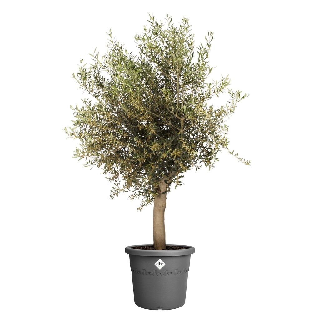 Pot de fleurs Algarve Cilindro 40cm anthracite Pot de fleurs Algarve Cilindro 40cm anthracite