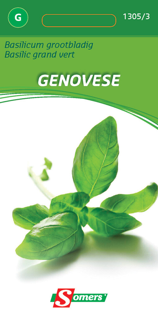 Basilic grand vert Genovese Basilic grand vert Genovese