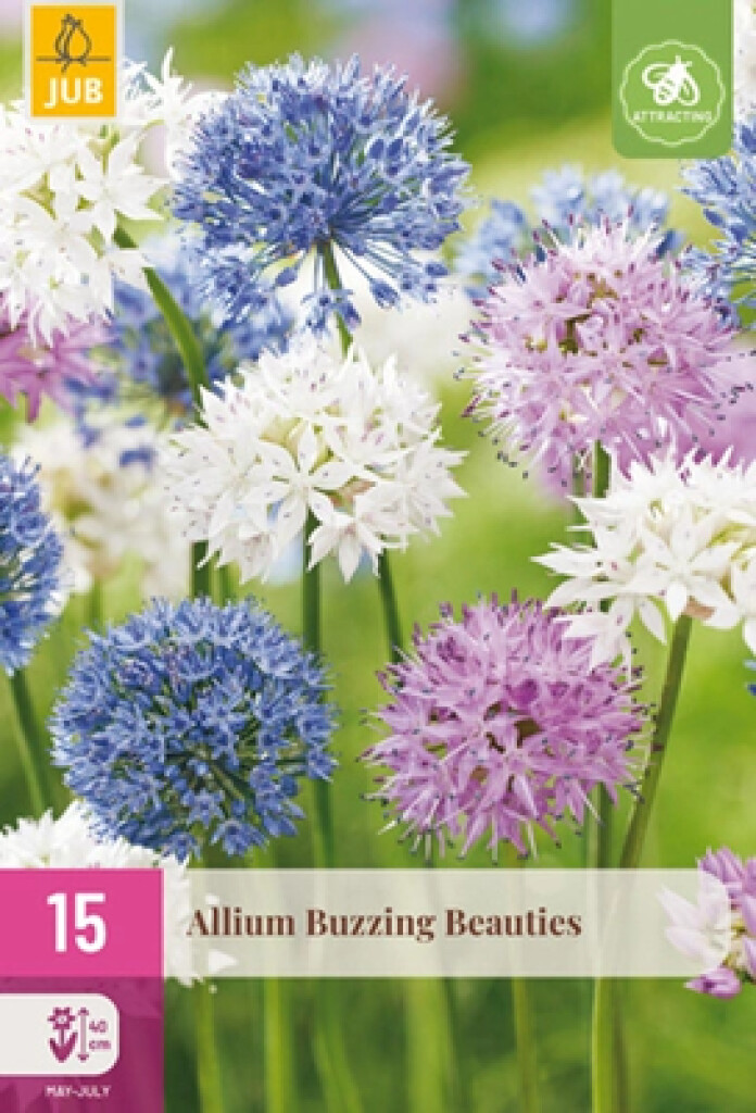 X15 Allium Buzzing Beauties