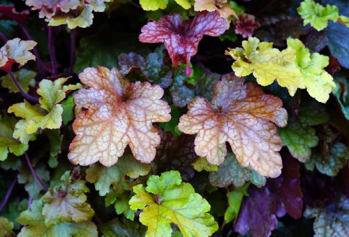 Des plantes vivaces pour vos bordures Des plantes vivaces pour vos bordures