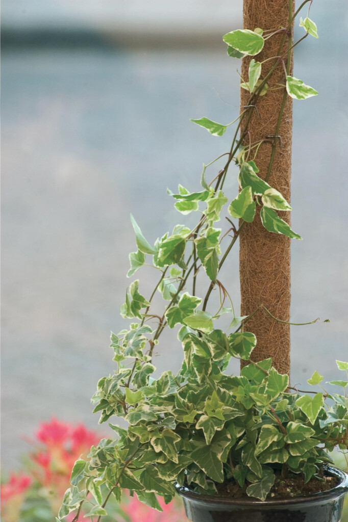 Kokosplantstok 120cm Kokosplantstok 120cm