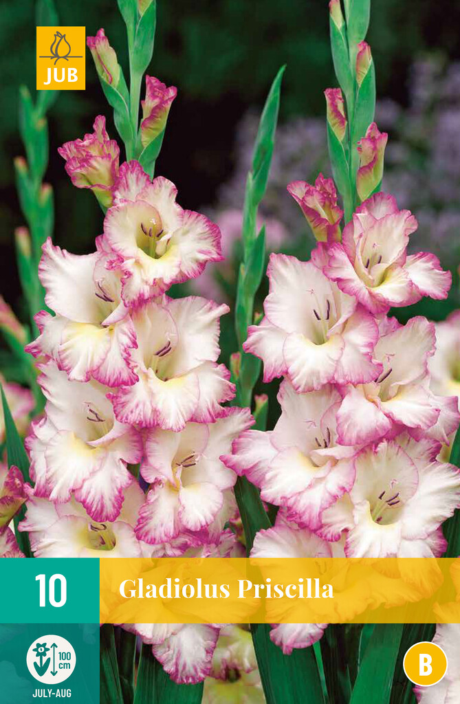 X10 Gladiolus Priscilla