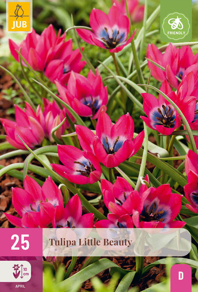 X25 Tulipa Little Beauty 6/+