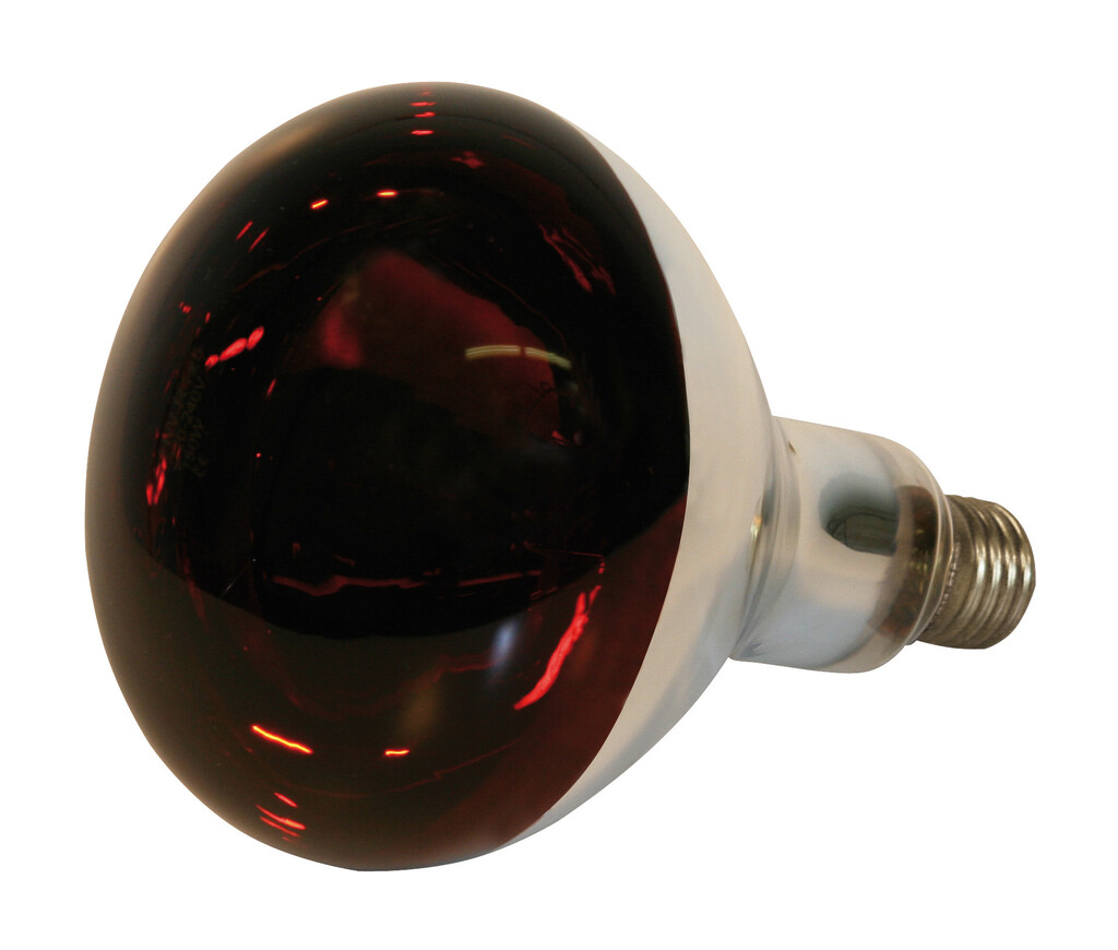 IR-lamp 150W gehard glas, rood IR-lamp 250W gehard glas, rood