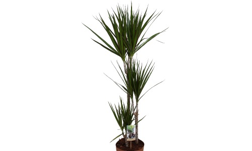 Dracaena marginata