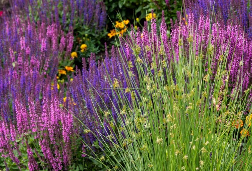 Des plantes vivaces pour vos bordures Des plantes vivaces pour vos bordures