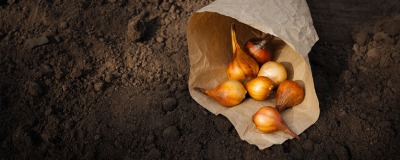 Conserver des bulbes de fleurs en 3 étapes Conserver des bulbes de fleurs en 3 étapes