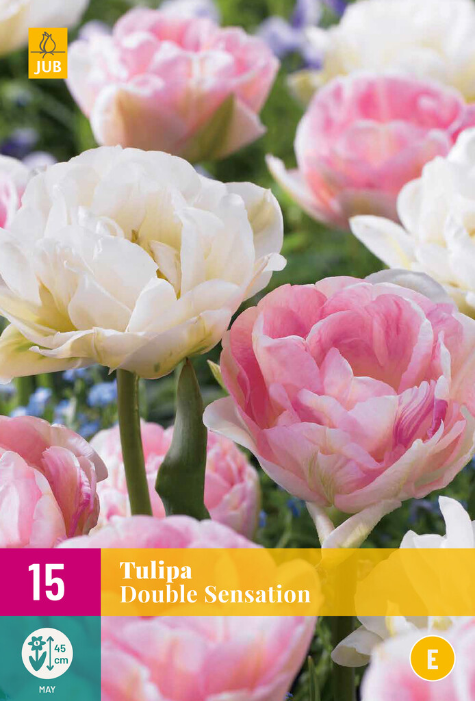 X 15 Tulipa Double Sensation